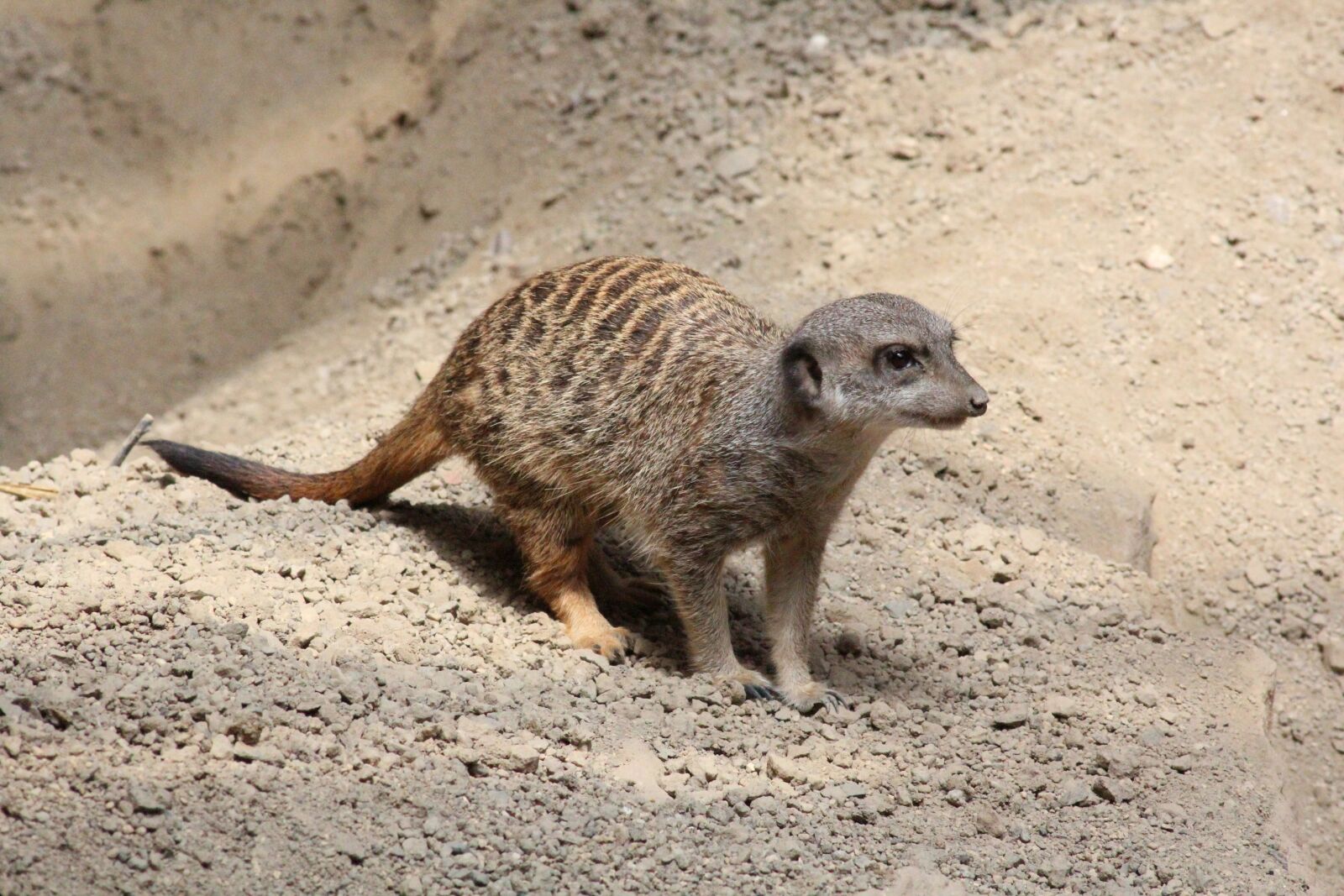Canon EOS 600D (Rebel EOS T3i / EOS Kiss X5) sample photo. Meerkat, animals, zoo photography