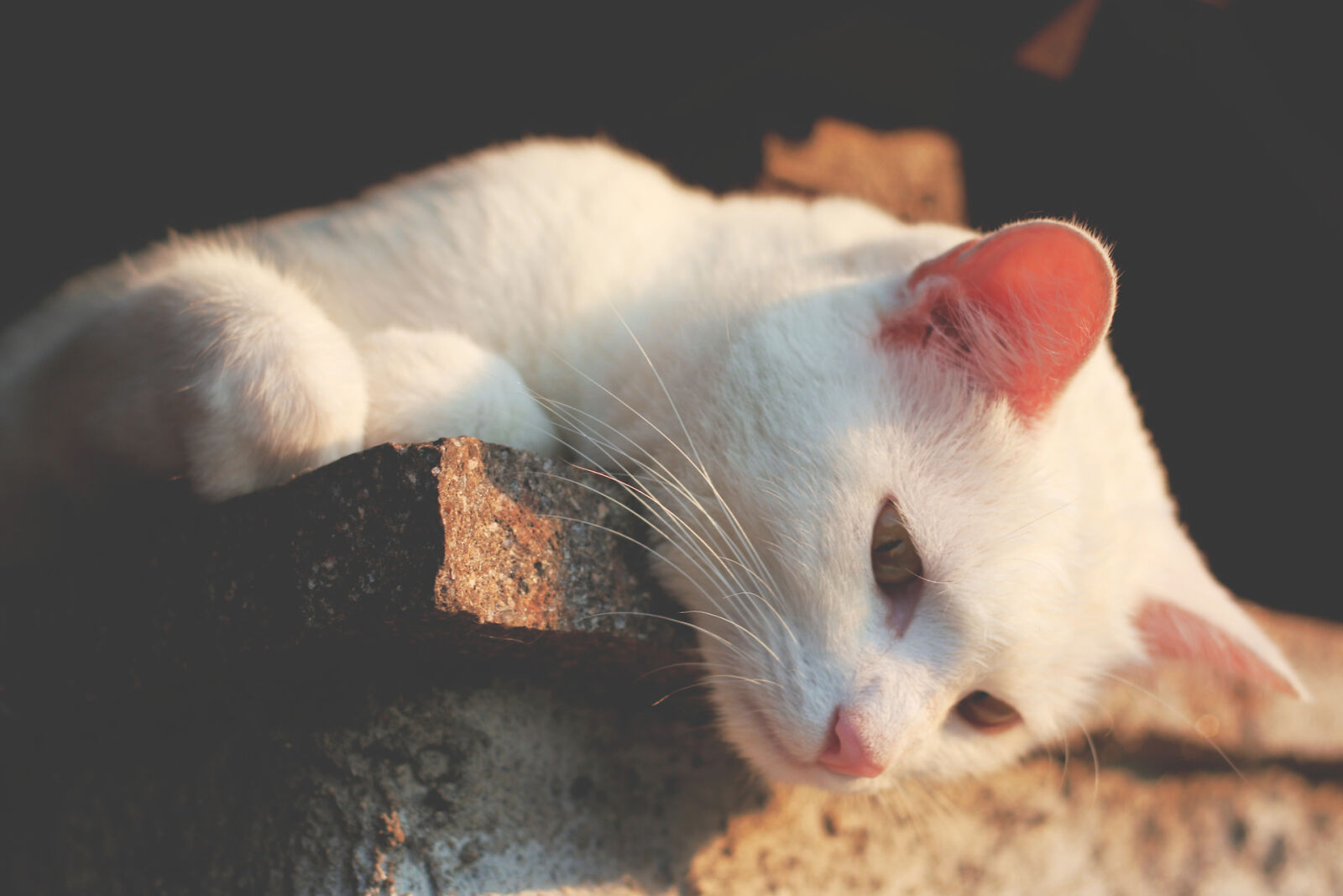 Canon EOS 70D + Canon EF 28-105mm F4.0-5.6 USM sample photo. Animal, white, cat, white photography