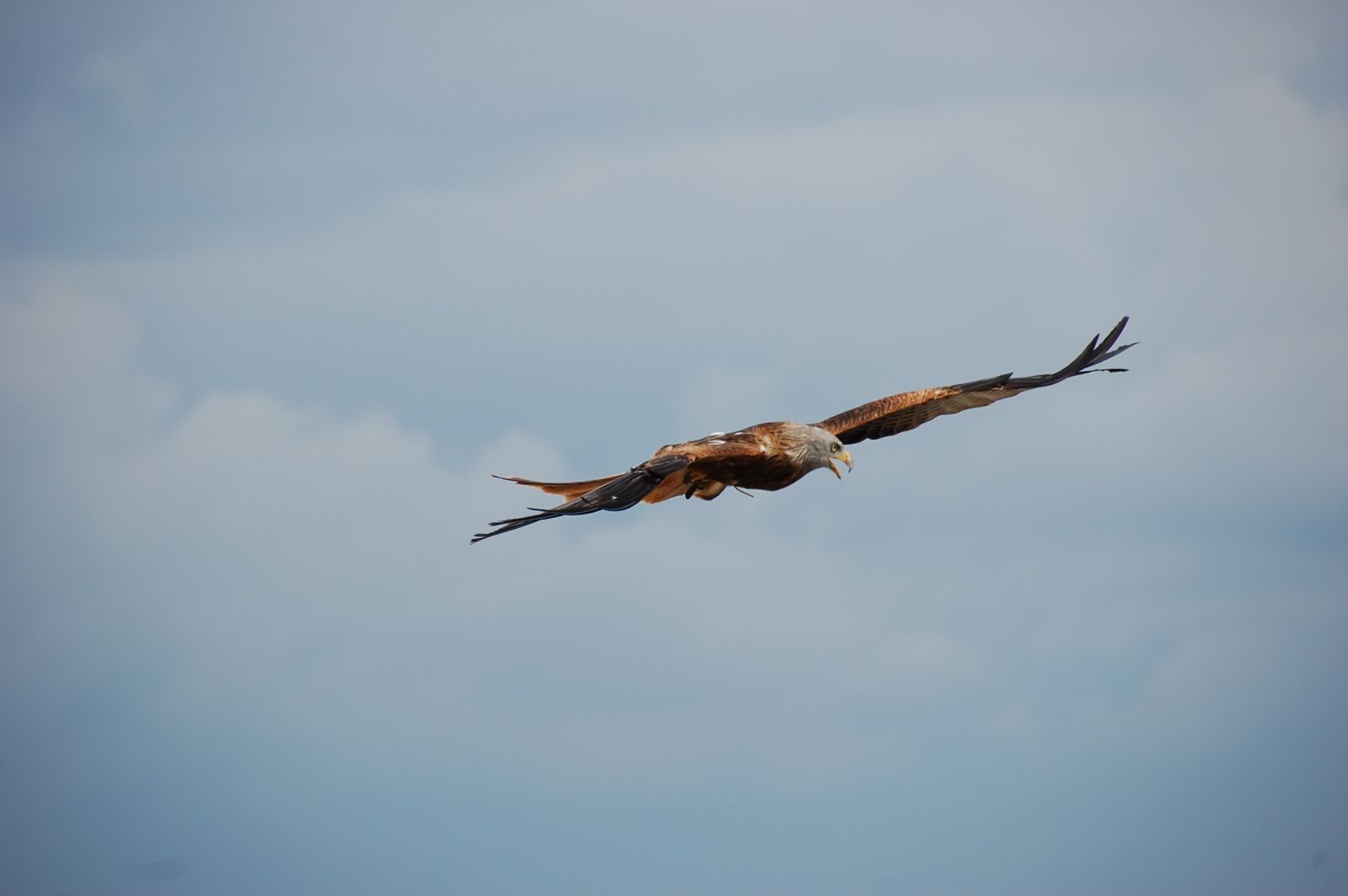 Nikon D40 sample photo. Bird, raptor, flight photography