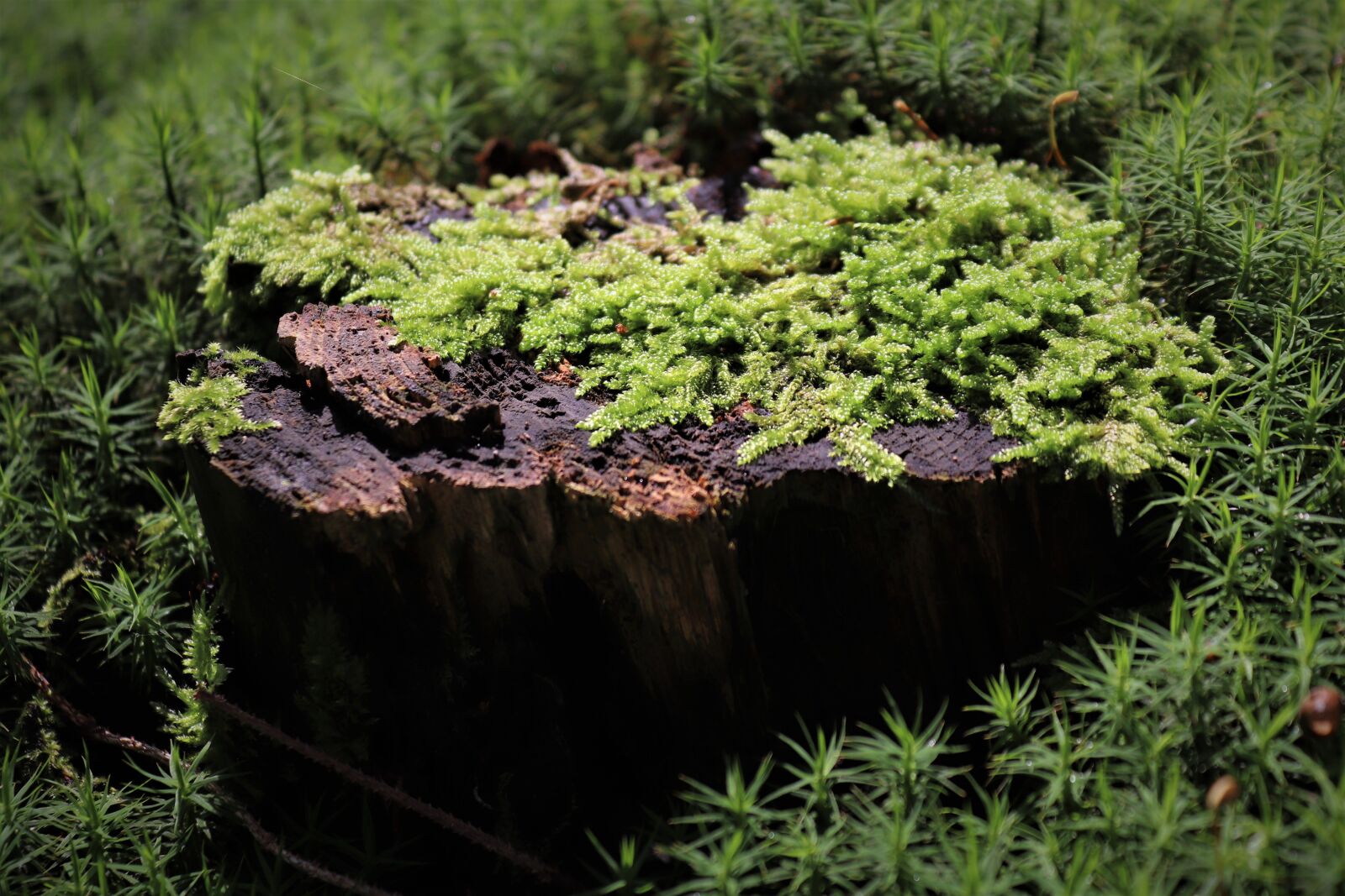 Canon EOS 200D (EOS Rebel SL2 / EOS Kiss X9) sample photo. Forest, tree, moss photography