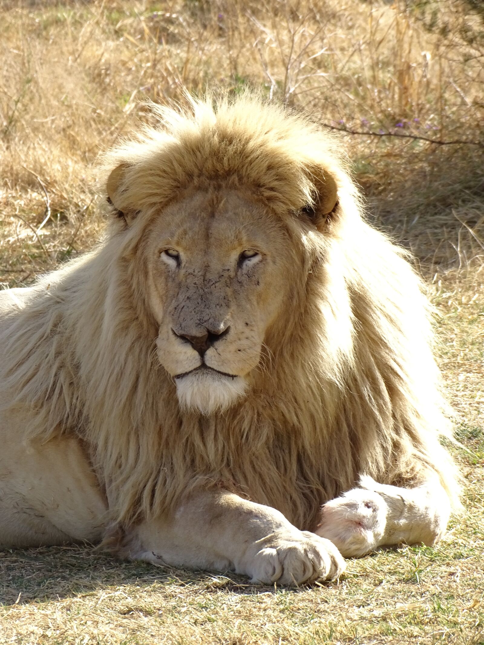 Sony Cyber-shot DSC-HX400V sample photo. Lion, wildlife, africa photography