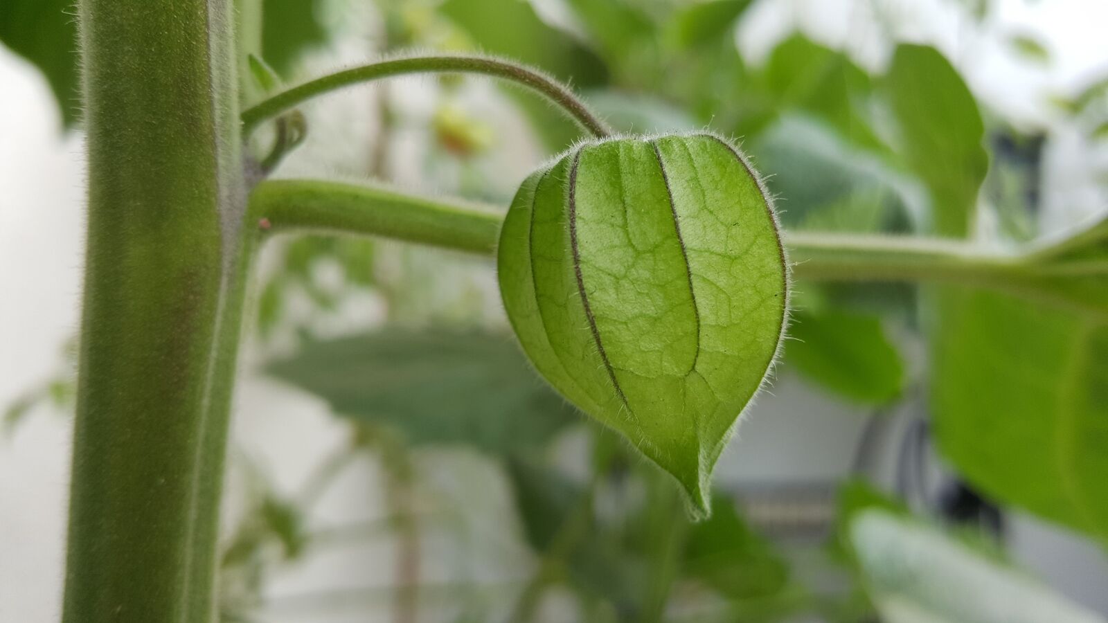 Samsung Galaxy S6 sample photo. Physalis, fruit, food photography
