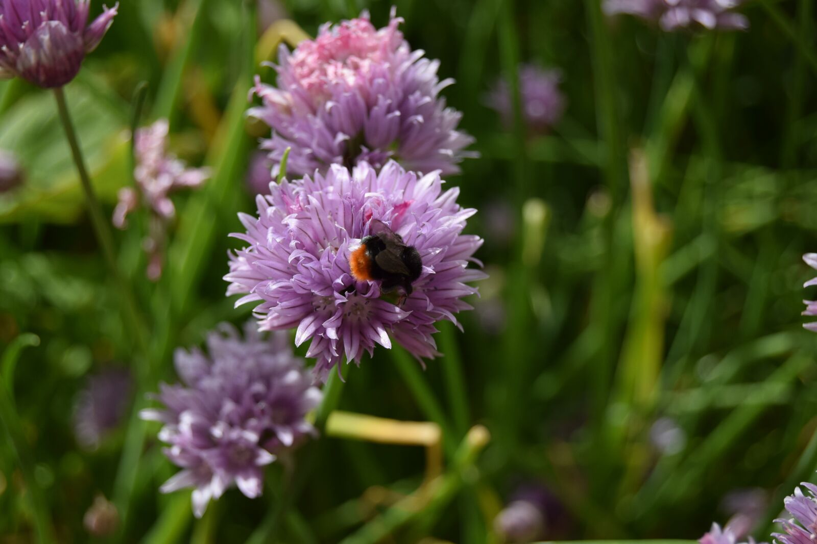 Nikon D3300 sample photo. Bee, chives, flower photography