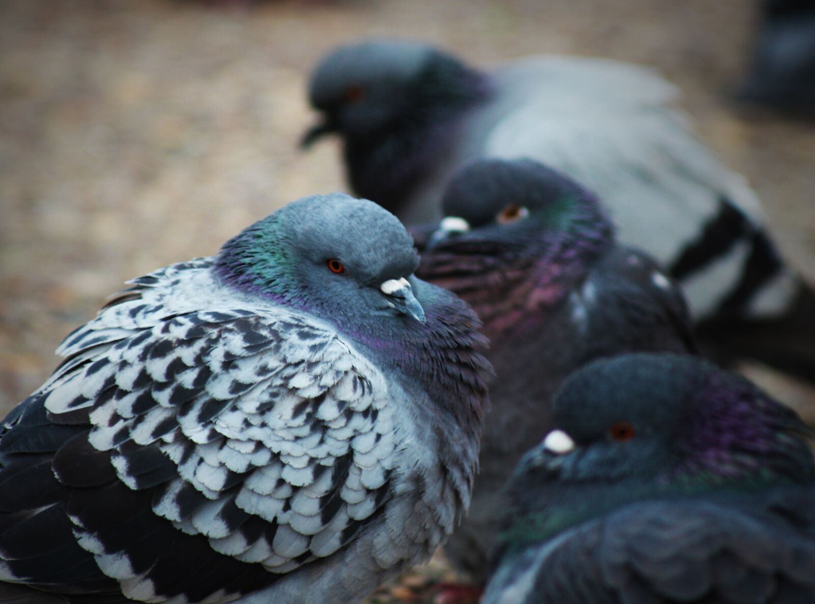 Canon EOS 600D (Rebel EOS T3i / EOS Kiss X5) + Canon EF 80-200mm F4.5-5.6 II sample photo. Pigeons, feathers, ave photography