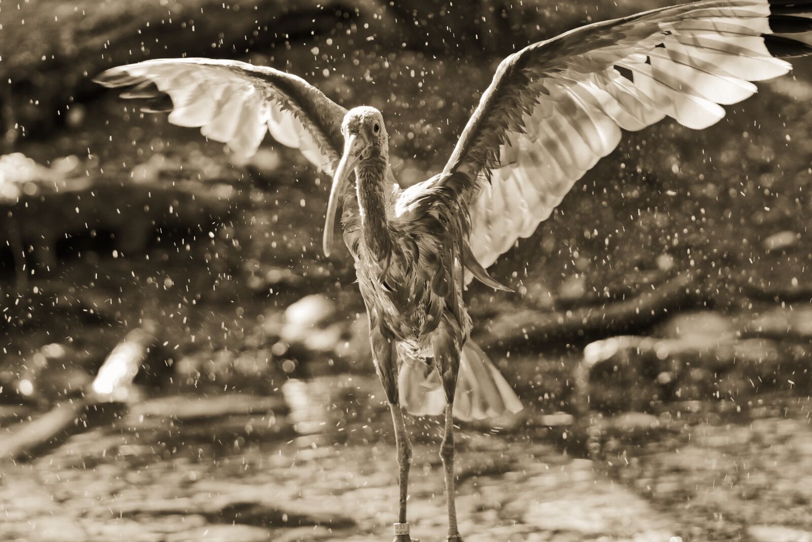Nikon D7200 sample photo. Ibis, eudocimus ruber, scarlet photography