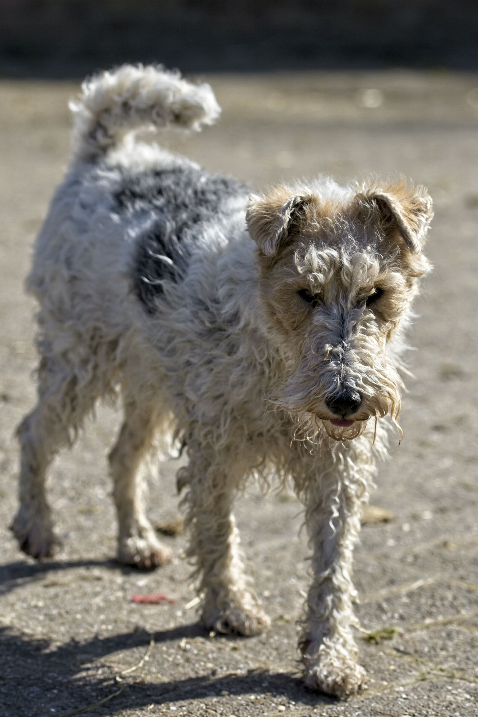 Tamron SP 70-200mm F2.8 Di VC USD G2 sample photo. Fox terrier, dog, terrier photography