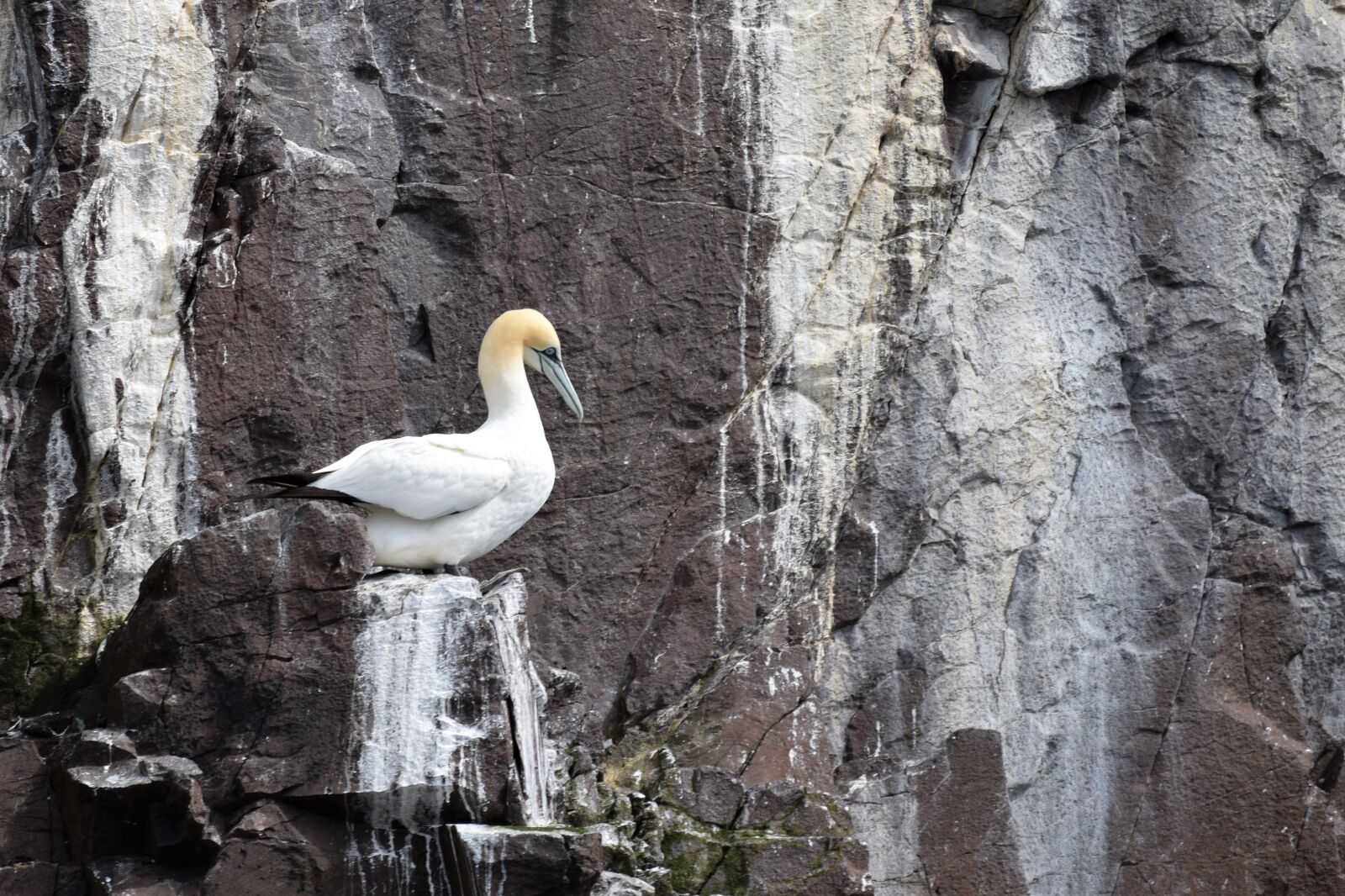 Nikon D3300 sample photo. Gannet, seabird, colony photography