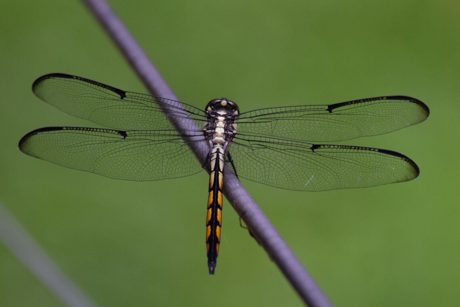 Nikon D3300 sample photo. Dragon fly, insect, flying photography