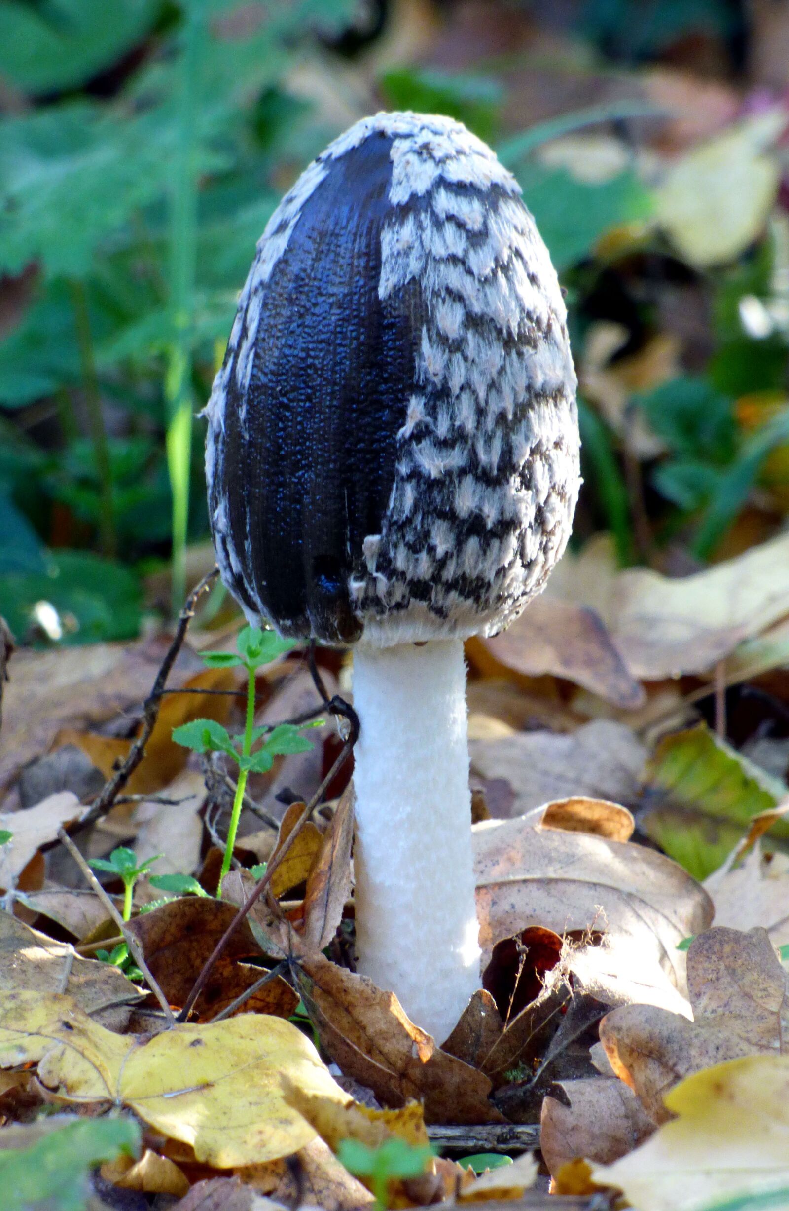 Panasonic DMC-FZ72 sample photo. Fungus, fall, foot photography