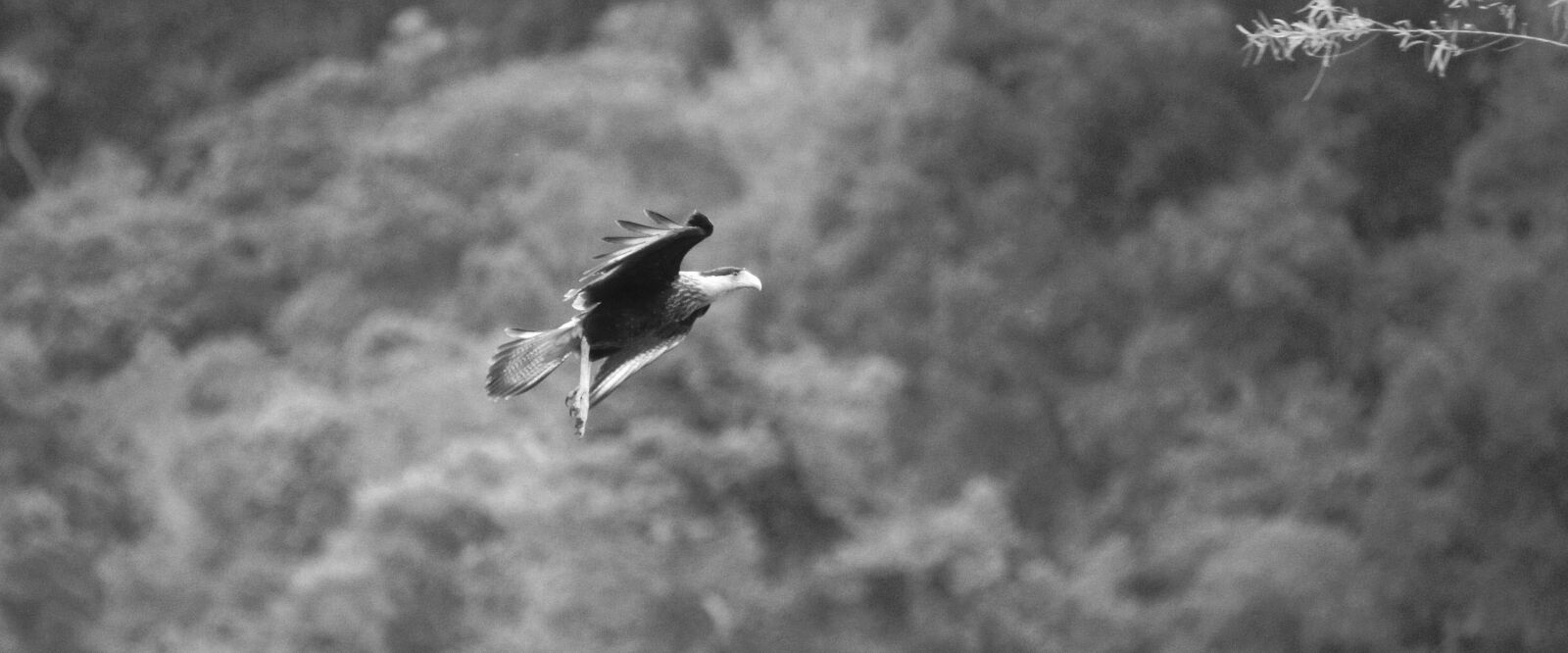Sony SLT-A55 (SLT-A55V) sample photo. Nature, black and white photography