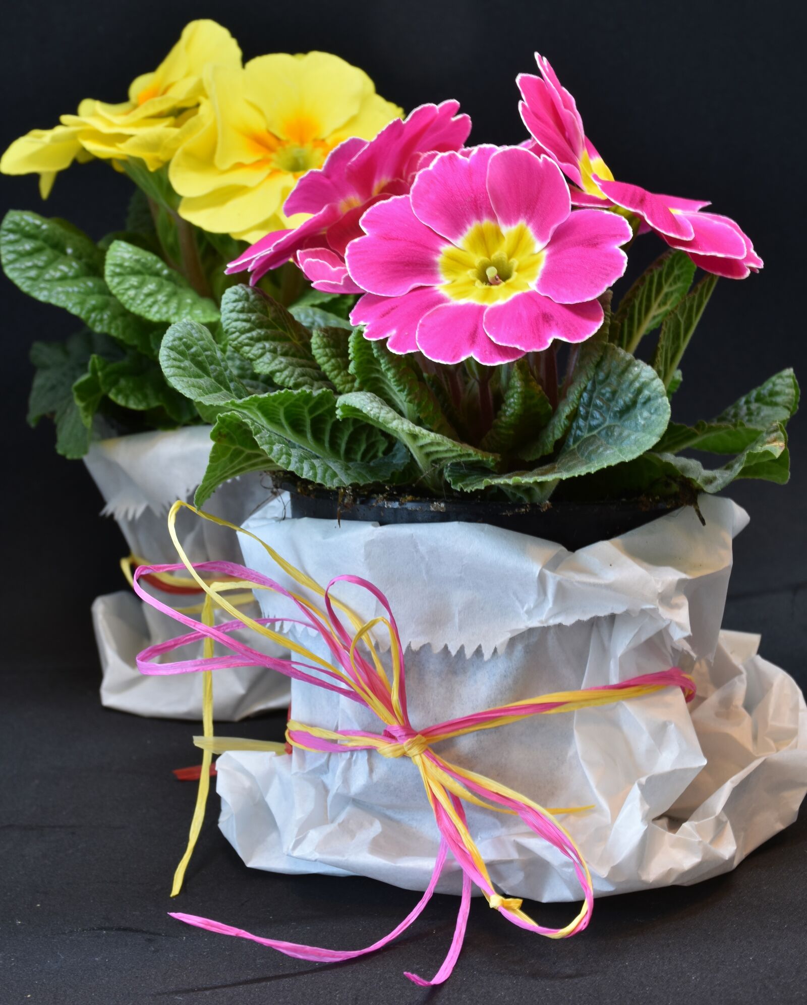 Nikon D7200 sample photo. Primroses, primula vulgaris hybrid photography