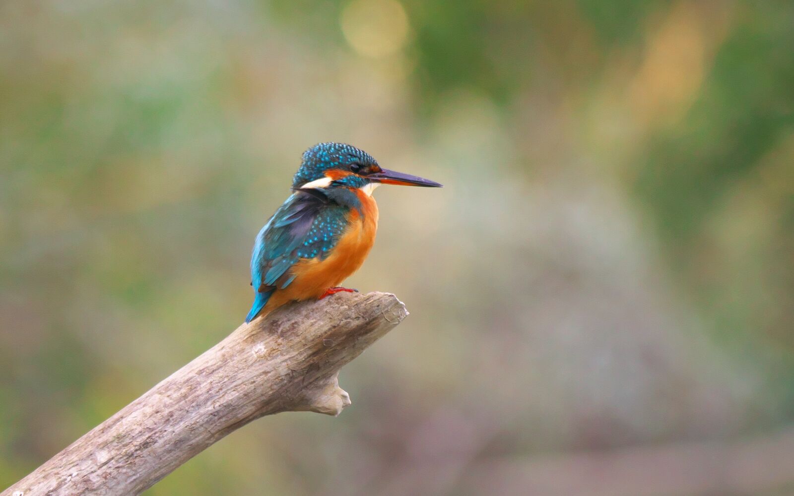 Panasonic Lumix DMC-GX7 sample photo. Nature, birds, martin fisher photography