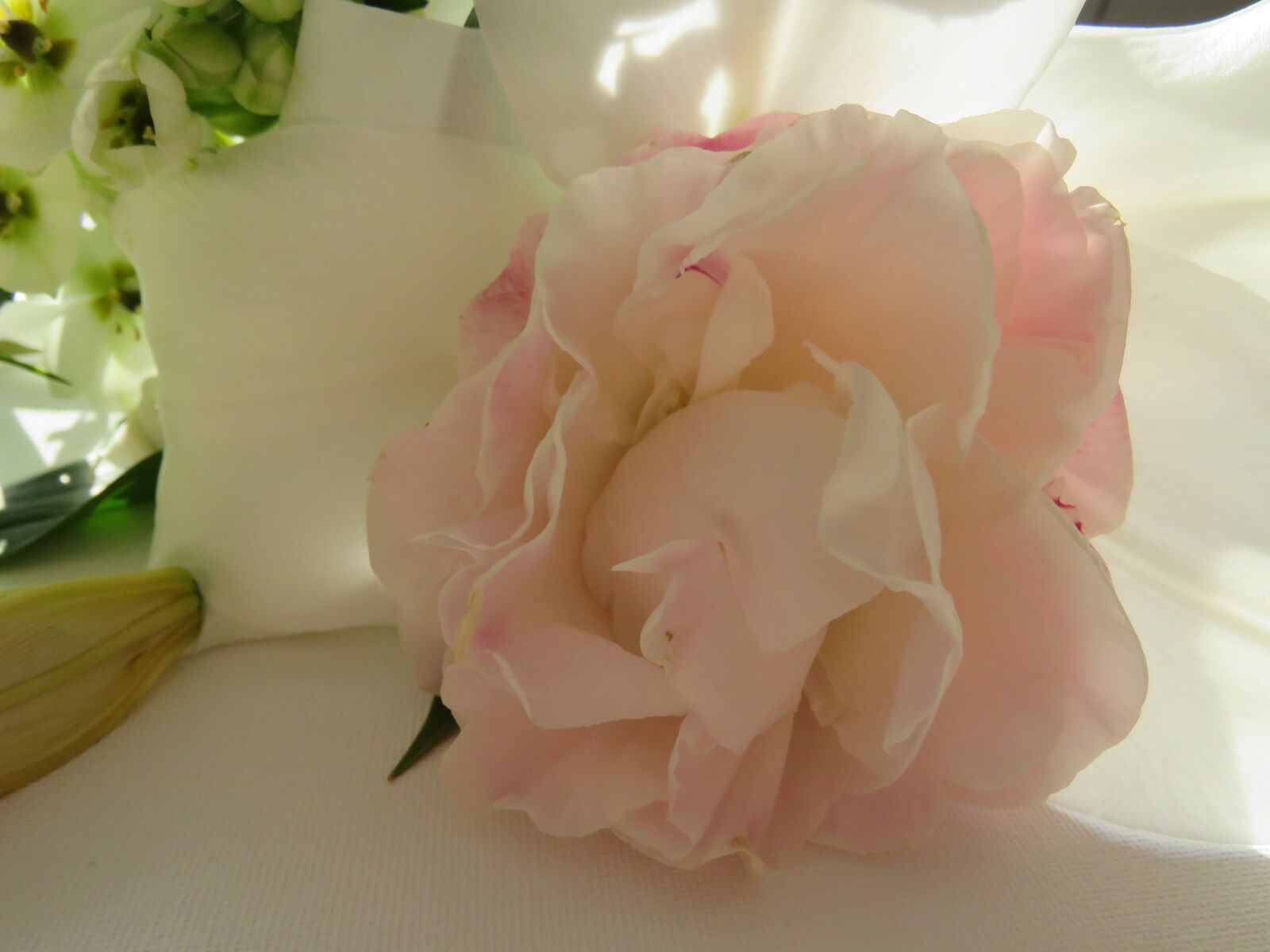 Canon PowerShot SX60 HS sample photo. Peony, rose, spring photography