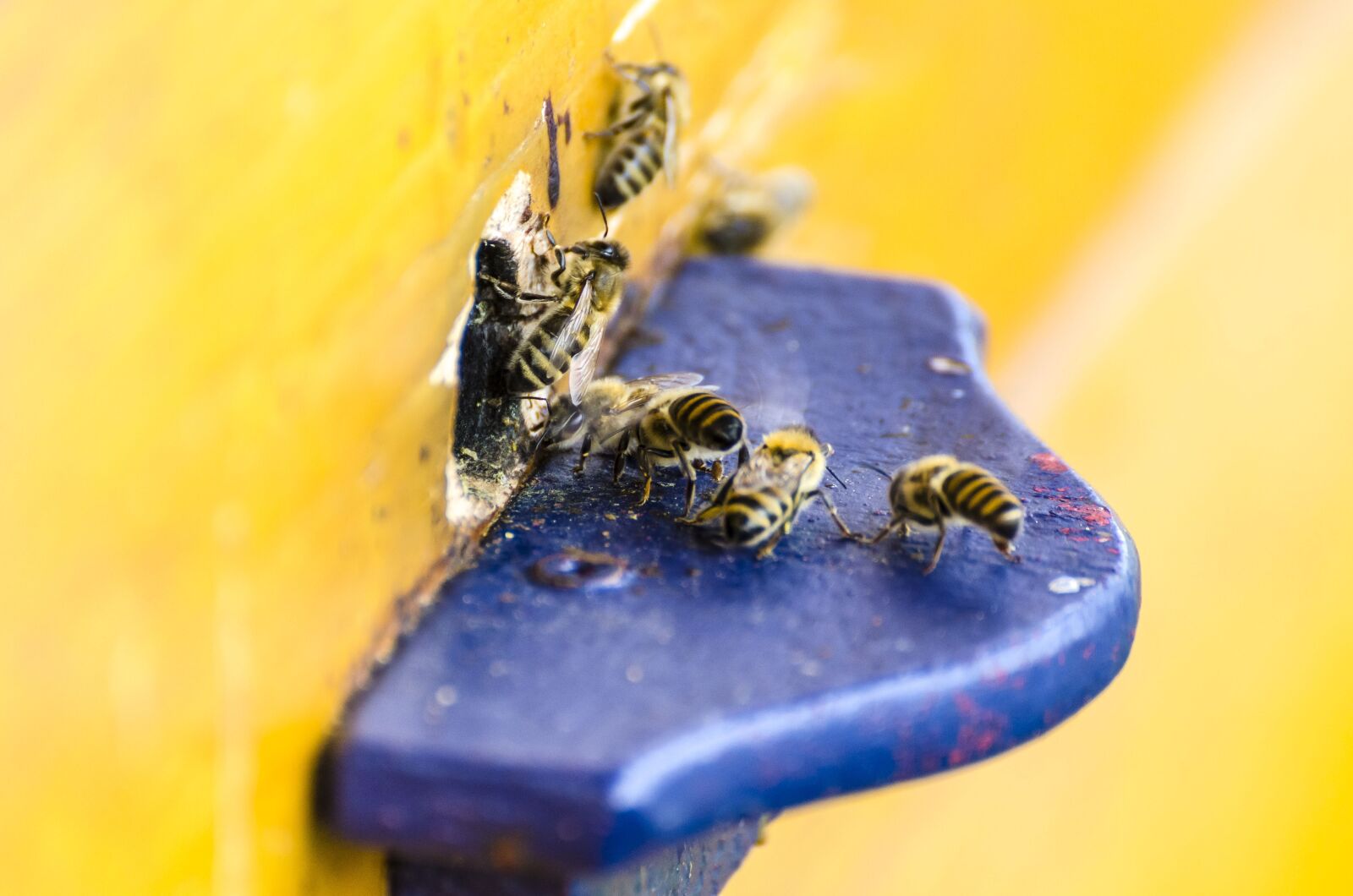 Tamron SP 70-300mm F4-5.6 Di VC USD sample photo. Bees, honey bees, beehive photography