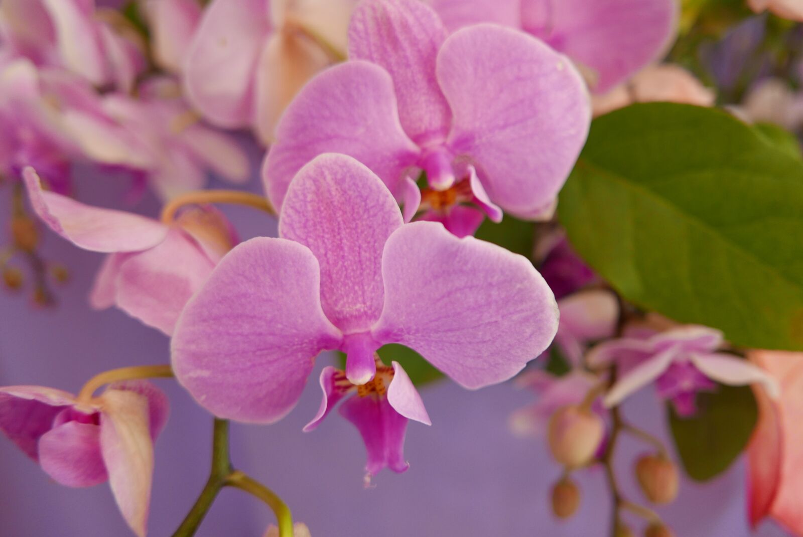 Leica D-Lux (Typ 109) sample photo. Flowers, orchid flower, pink photography