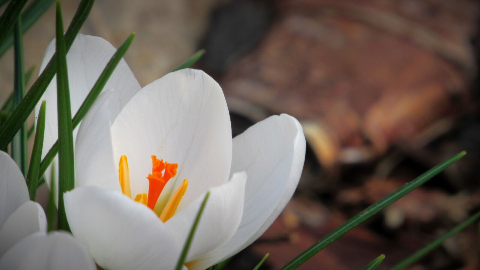 Canon PowerShot SX530 HS sample photo. Crocus, flower, macro photography