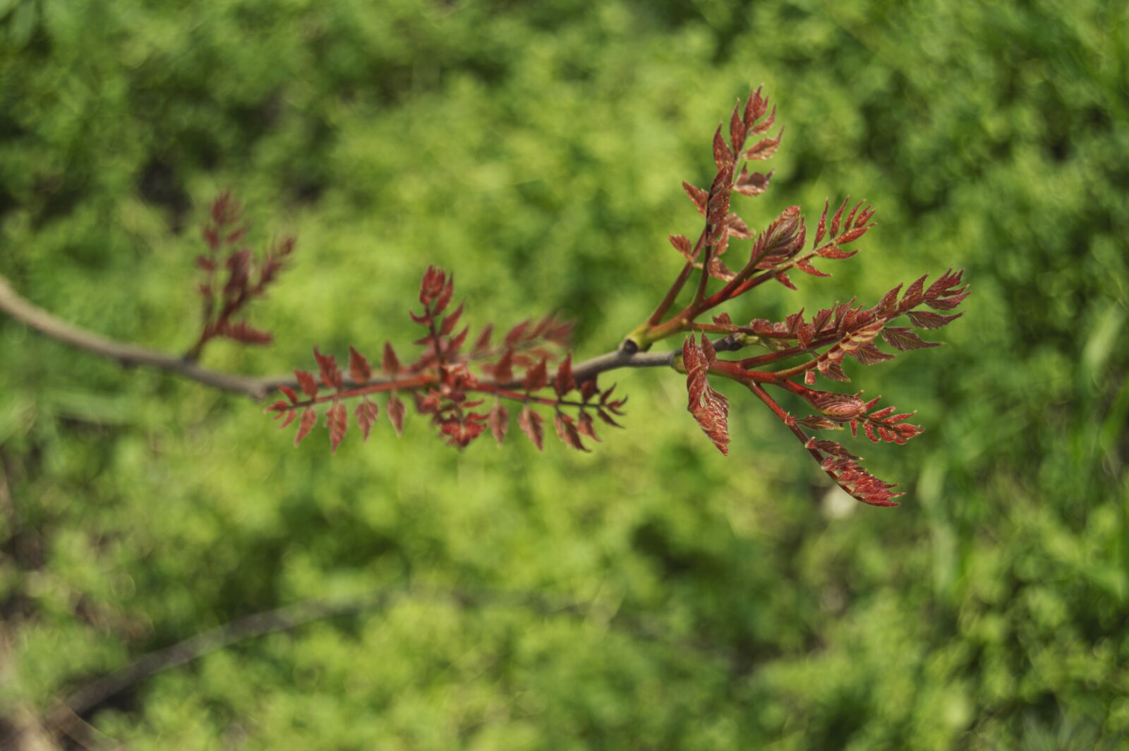 Nikon D3200 sample photo. Nature, tree, forest photography