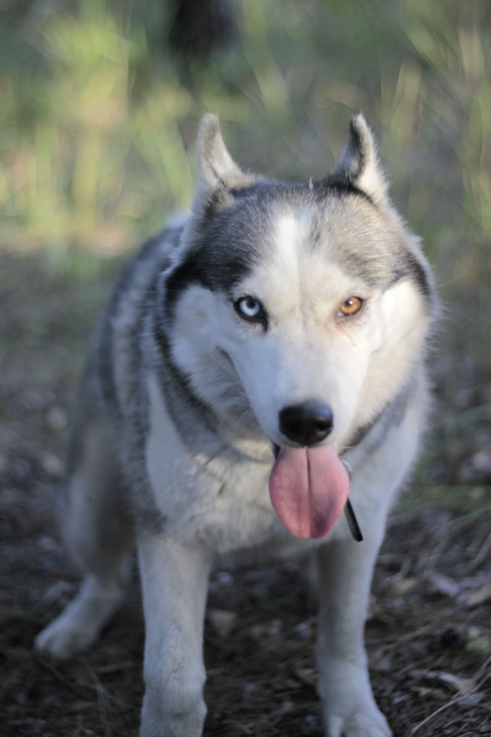 Canon EOS 50D sample photo. Smile, different eyes, forest photography