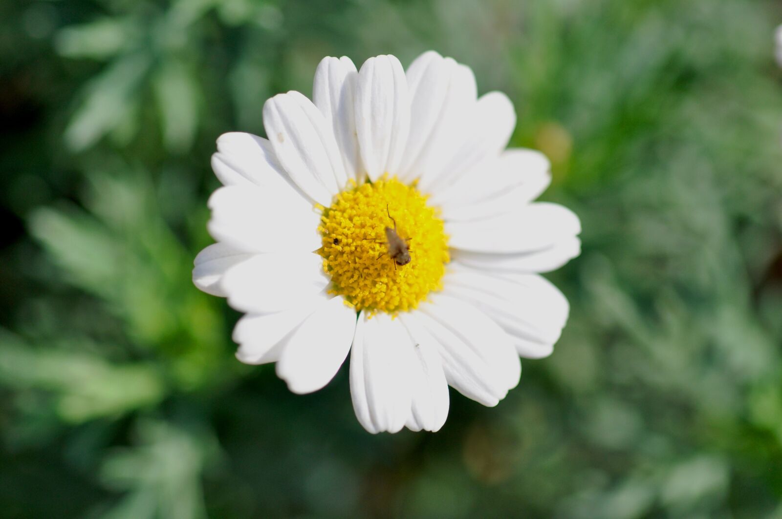 Nikon D90 sample photo. Magerite, flower, nature photography