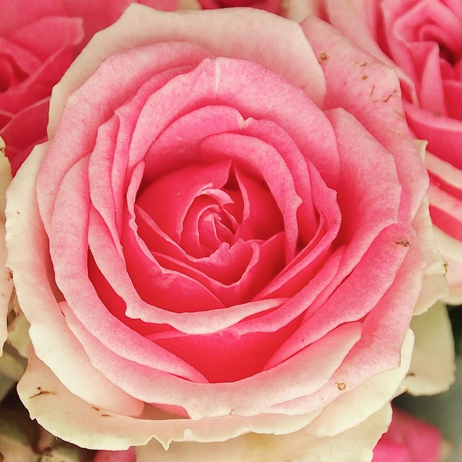 Olympus OM-D E-M5 sample photo. Rose, pink, white photography