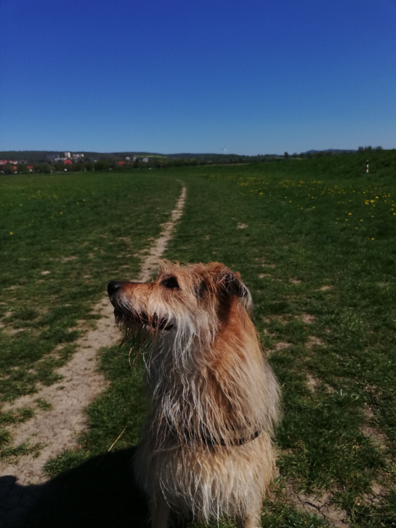 HUAWEI ANE-LX1 sample photo. Dog, nature, pet photography