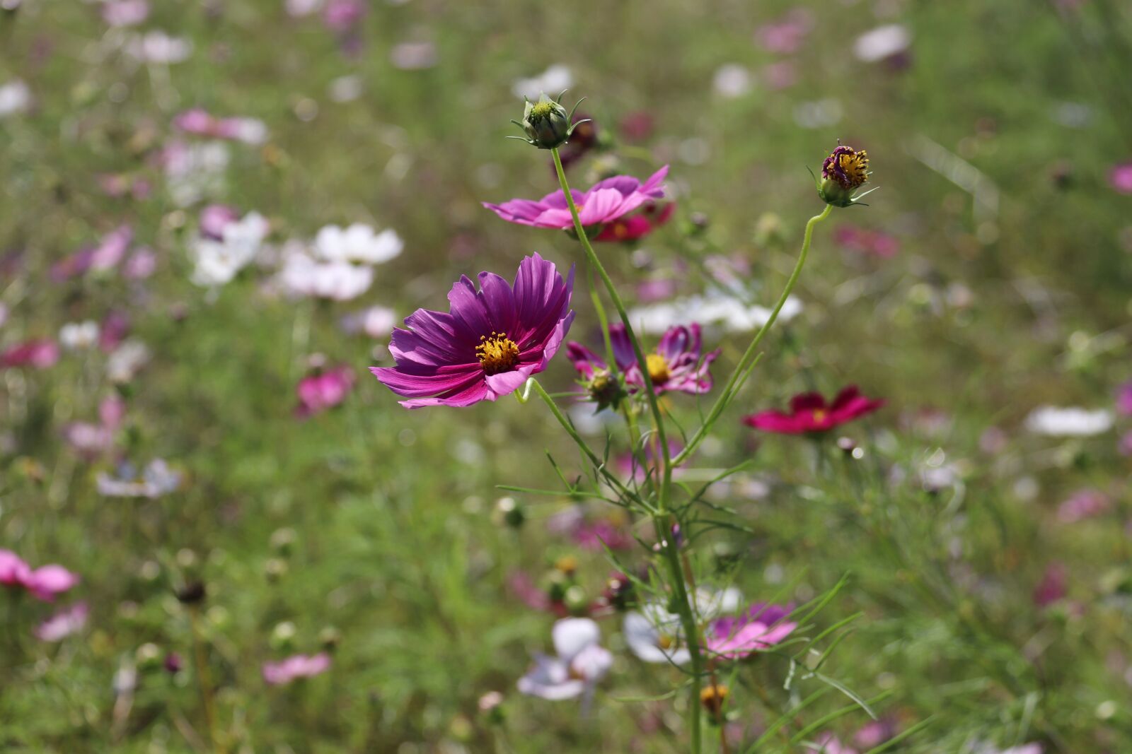 Canon EF-S 18-200mm F3.5-5.6 IS sample photo. Cosmos, flowers, wallpaper photography