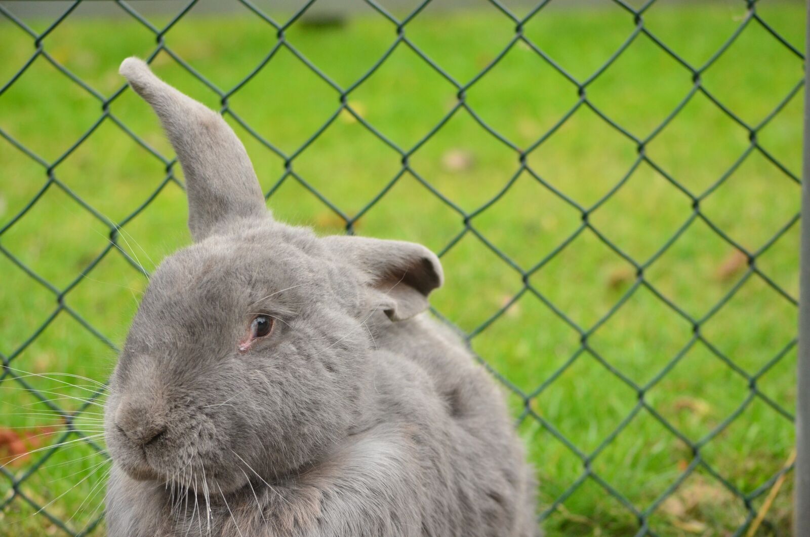Nikon D5100 sample photo. Rabbit, ear, to luis photography