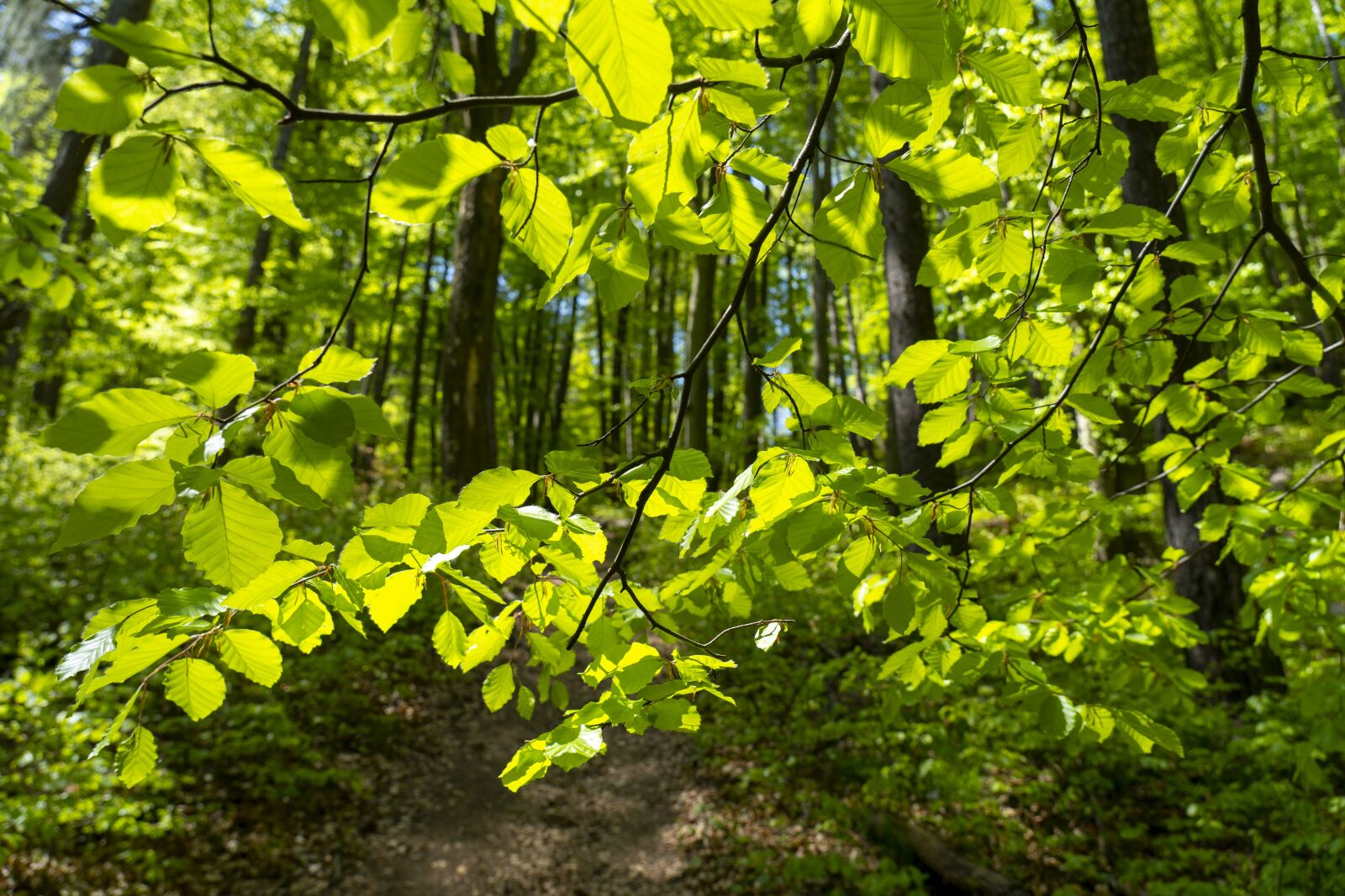 Sony FE 24-105mm F4 G OSS sample photo. Nature, forest, a branch photography