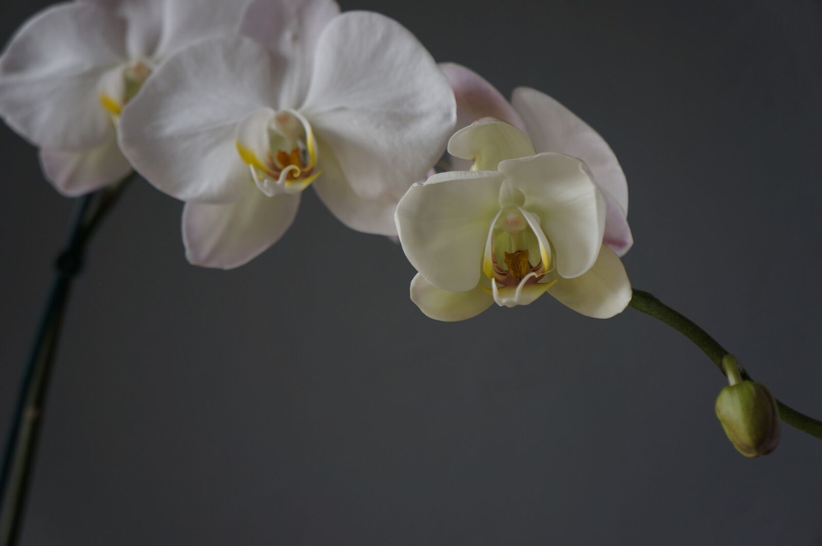 Sony Alpha NEX-5N sample photo. Orchids, cups, white photography