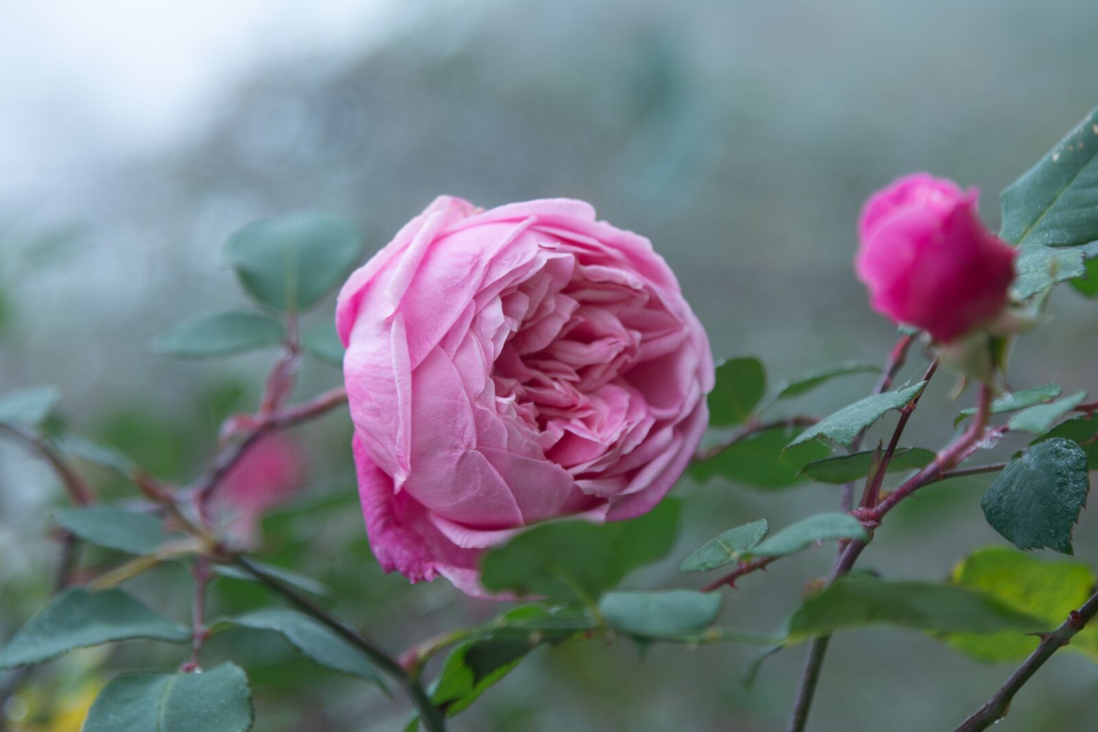 Nikon D7100 sample photo. Rose, flower, florets pink photography