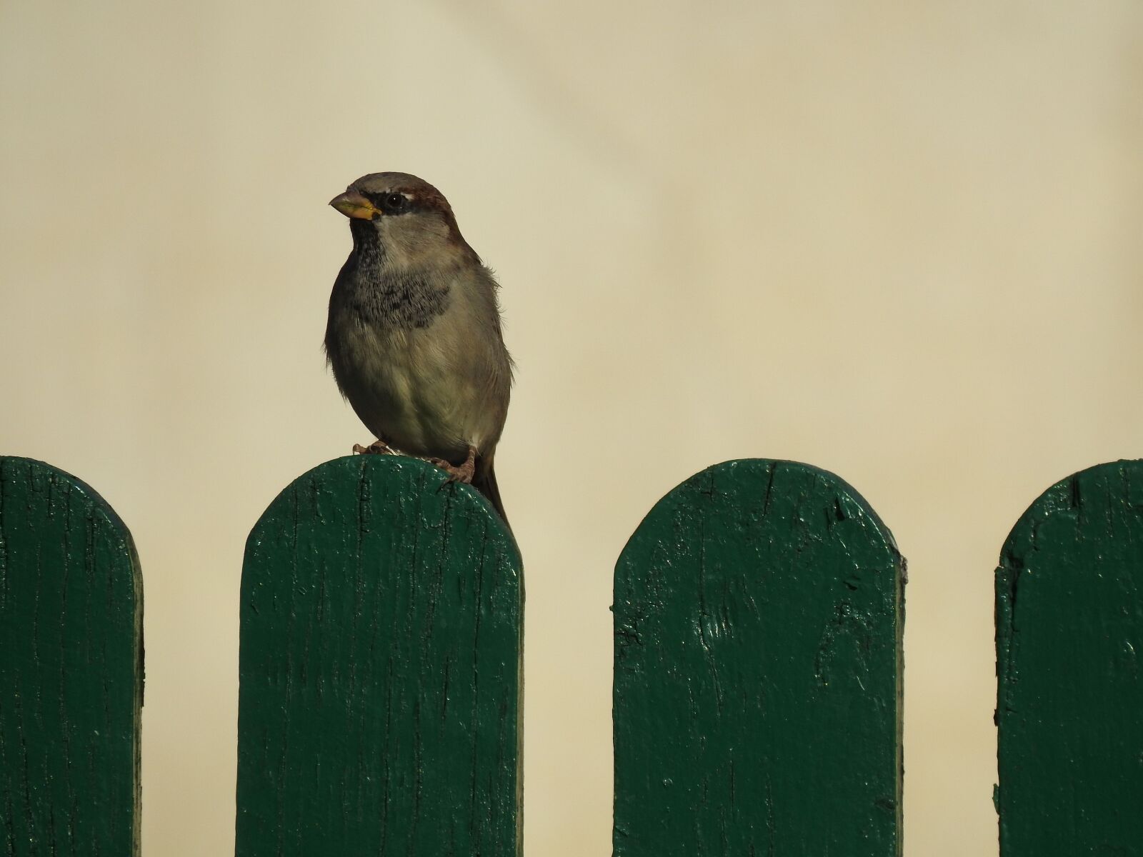 Nikon Coolpix P900 sample photo. Bird, the sparrow, the photography