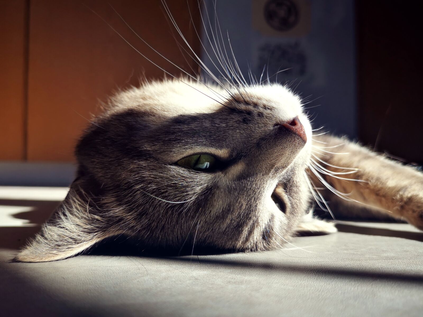 HUAWEI LYA-L29 sample photo. Kitten, cat, domestic cat photography