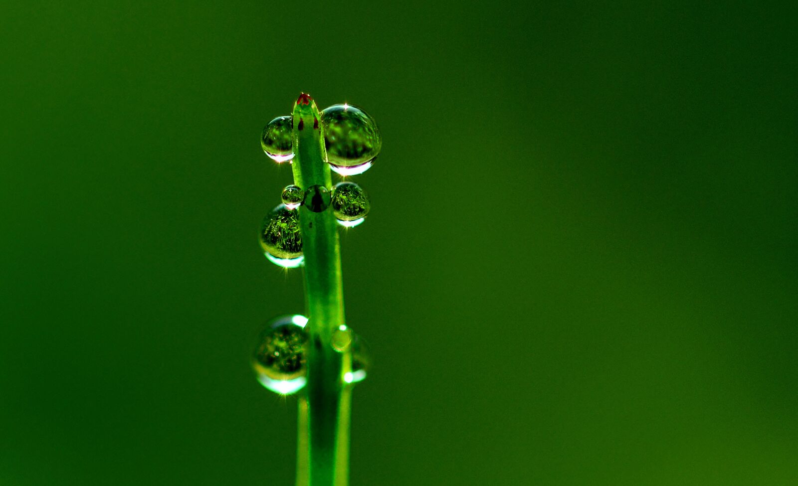 Nikon D5200 sample photo. Dewdrop, horsetail, macro photography