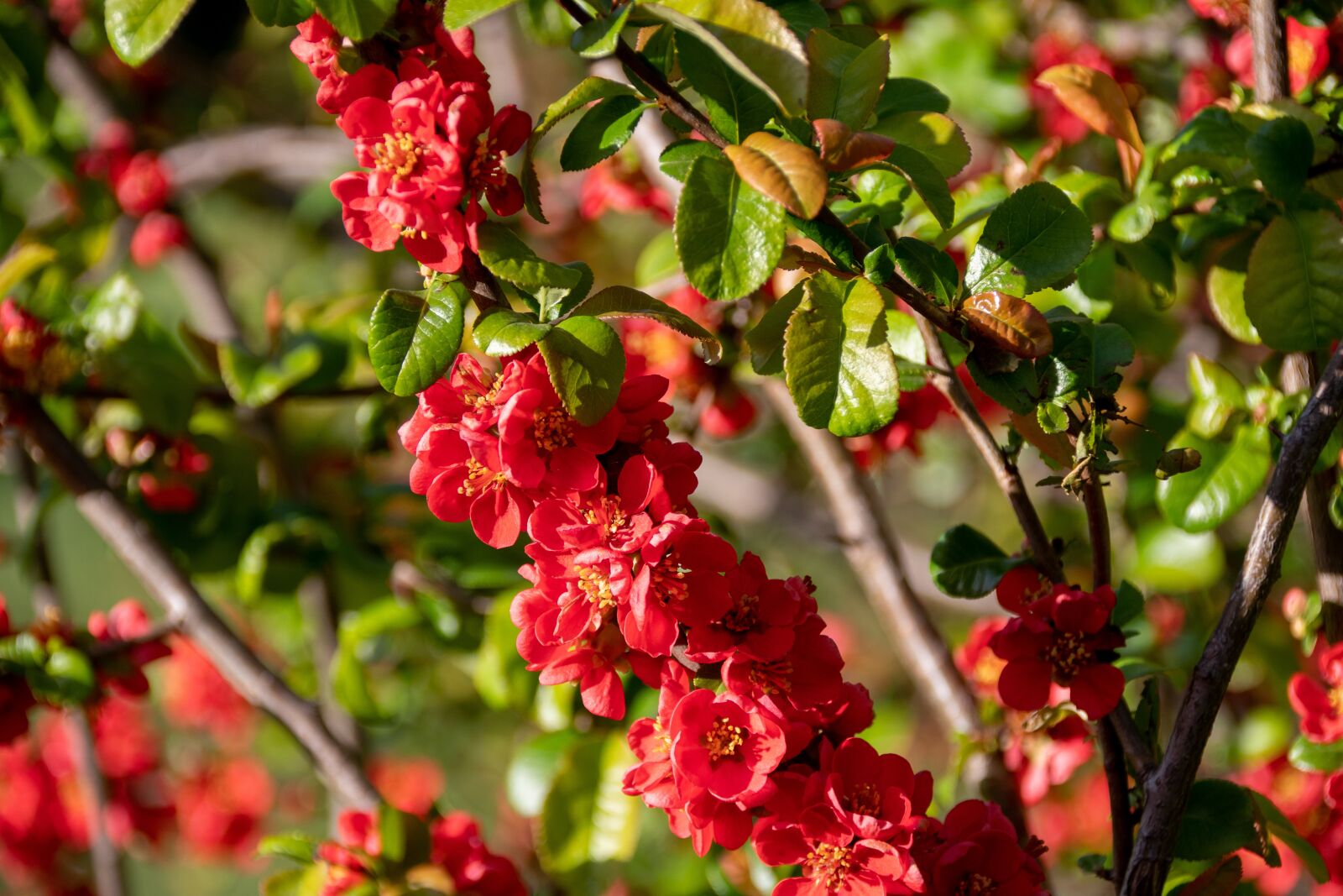 Nikon D500 sample photo. Flower, plant, garden photography