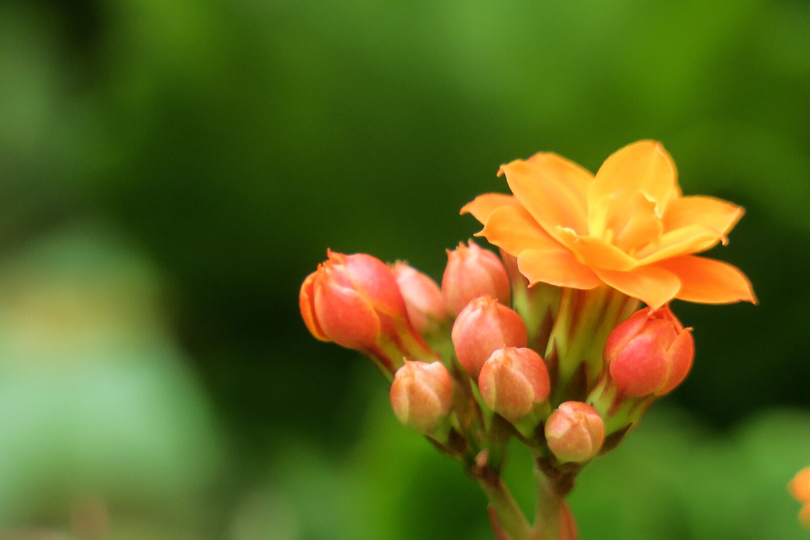 Canon PowerShot G3 X sample photo. Spend long jeon, nature photography