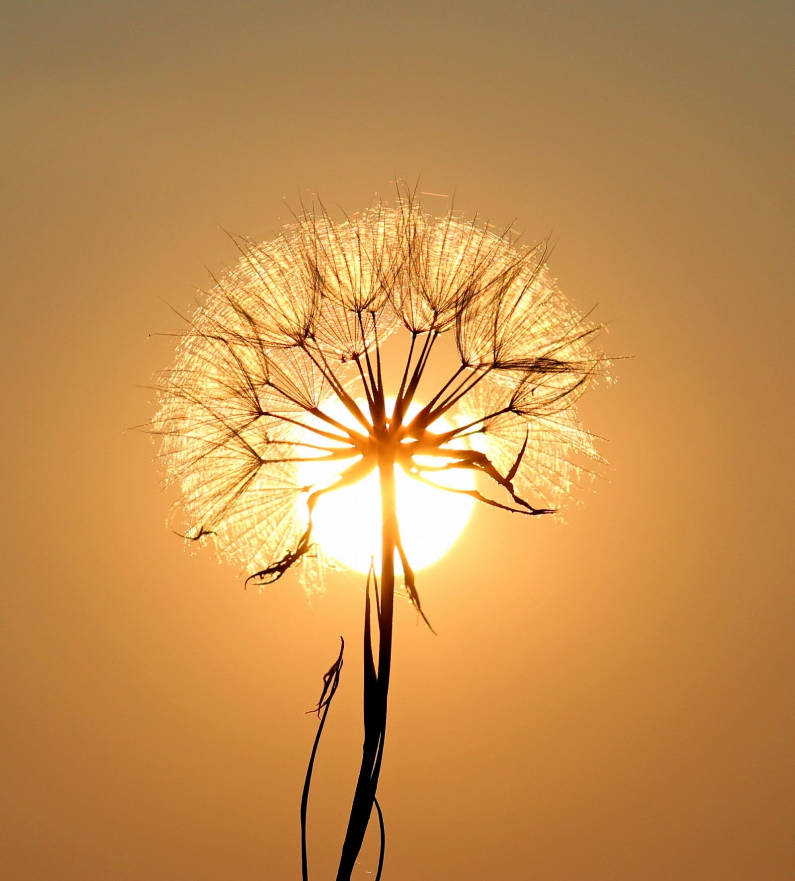 Canon EOS 700D (EOS Rebel T5i / EOS Kiss X7i) + Canon EF 85mm F1.8 USM sample photo. Dandelion, sun, plants photography