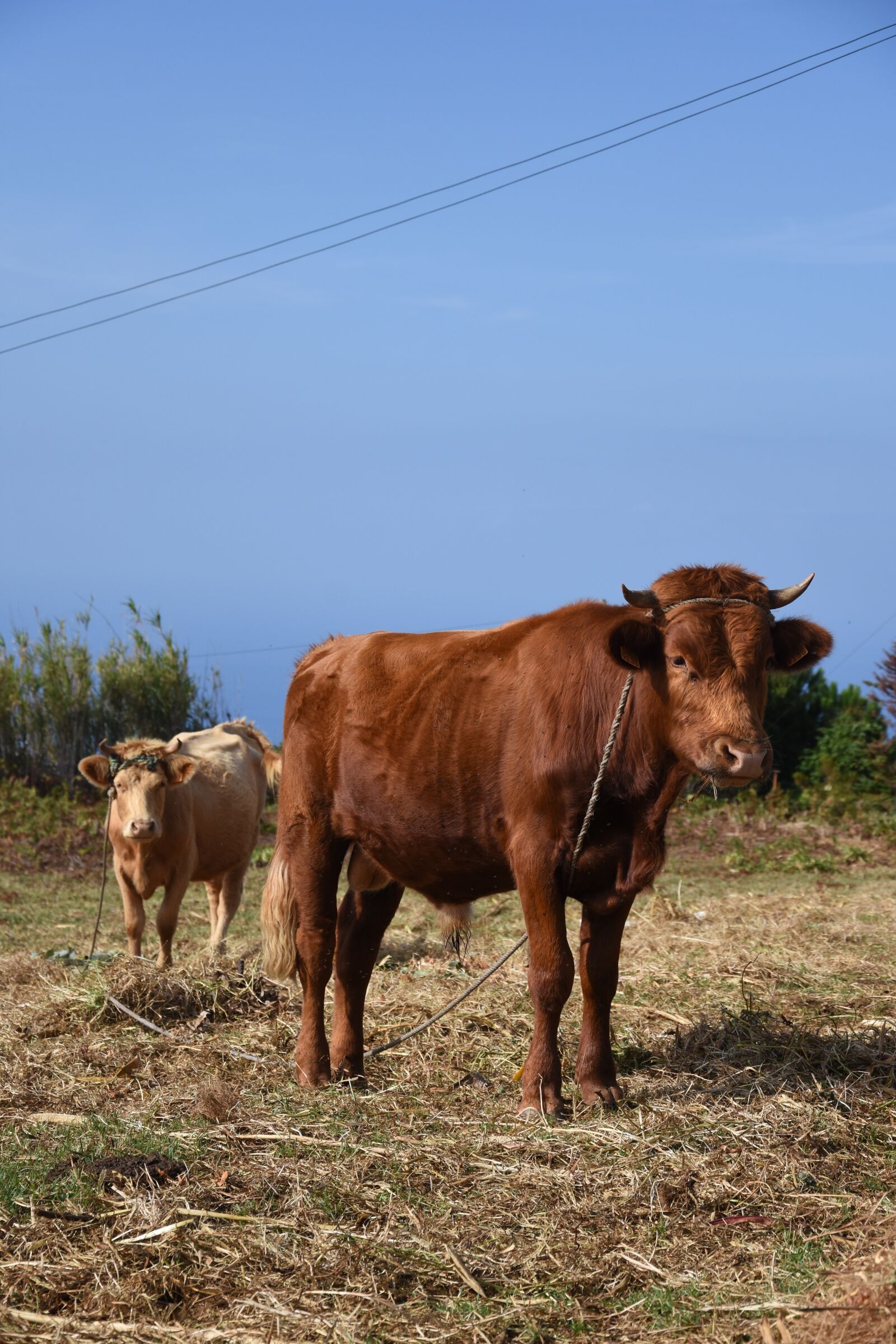 Nikon D7200 sample photo. Cows, animals, landscape photography