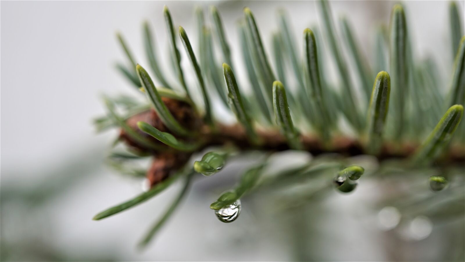 Sony E 30mm F3.5 Macro sample photo. Tannenzweig, drop of water photography