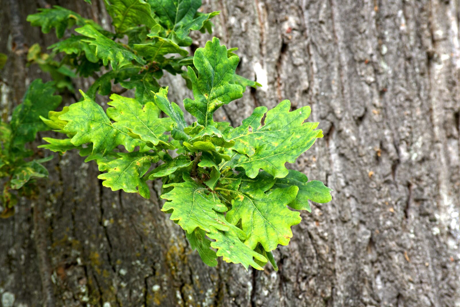 55.0-200.0mm f/4.0-f/5.6 sample photo. Oak leaves, leaves, oak photography
