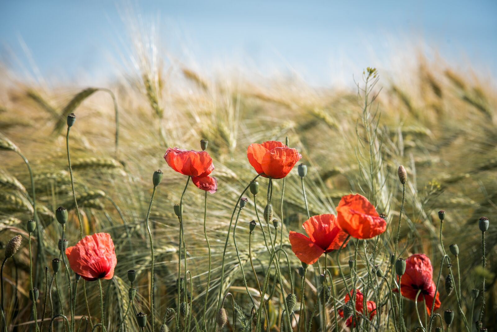 Nikon D750 sample photo. Summer, field, nature photography