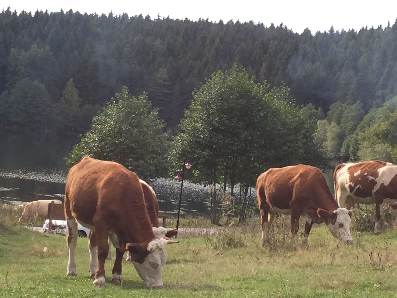 Apple iPhone 6 sample photo. Karagöl, cows, grazing photography
