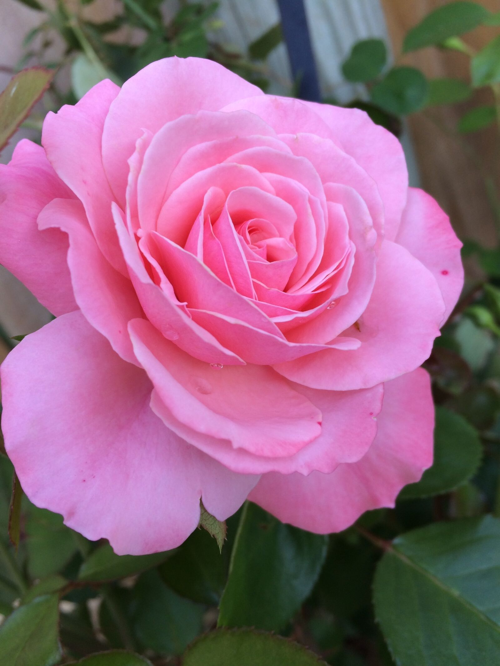 iPhone 5s back camera 4.15mm f/2.2 sample photo. Flower, rose, pink photography