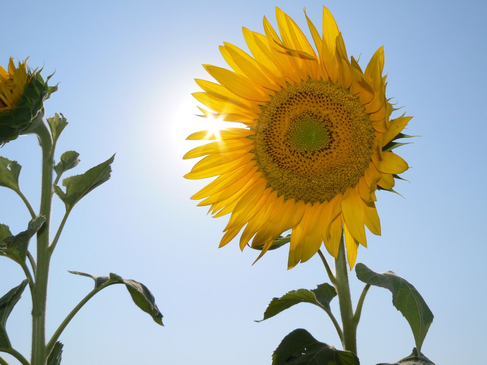 Panasonic DMC-FZ7 sample photo. Sunflower, flowers, sky photography