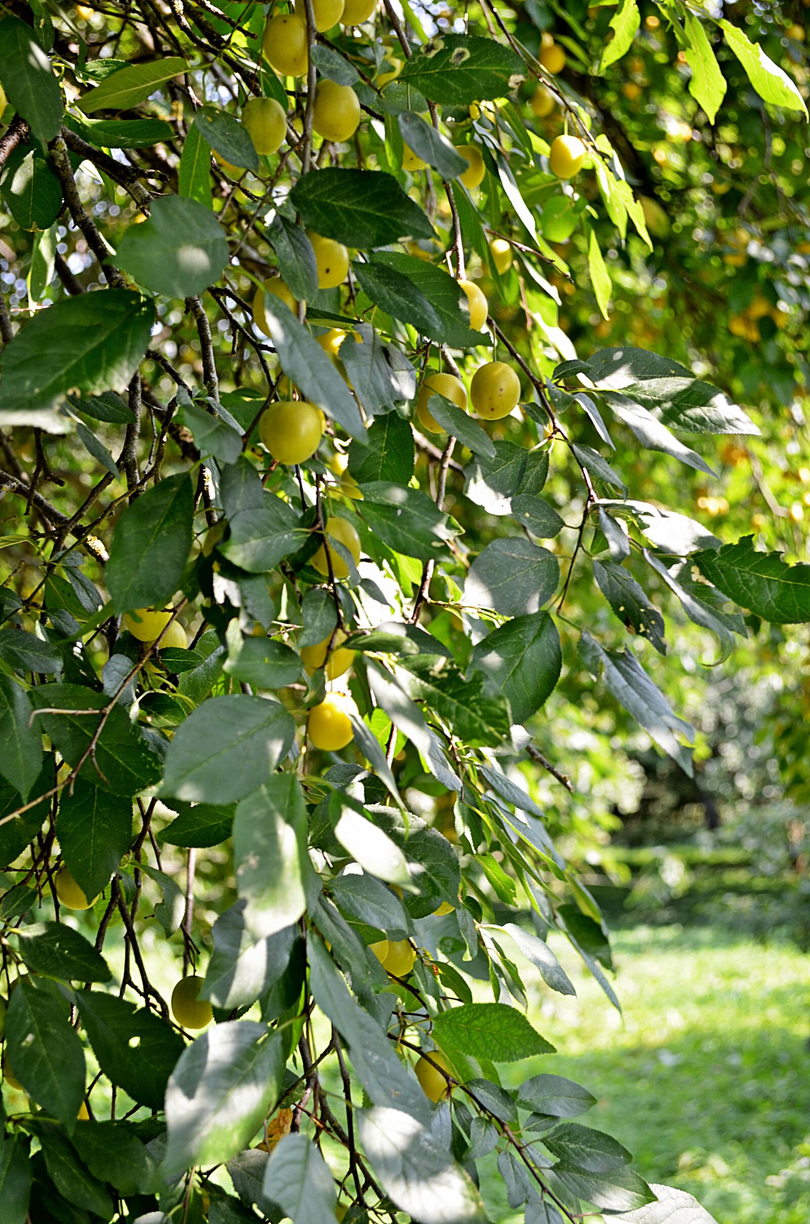 Nikon D5100 sample photo. Mirabelka, plum, damson photography