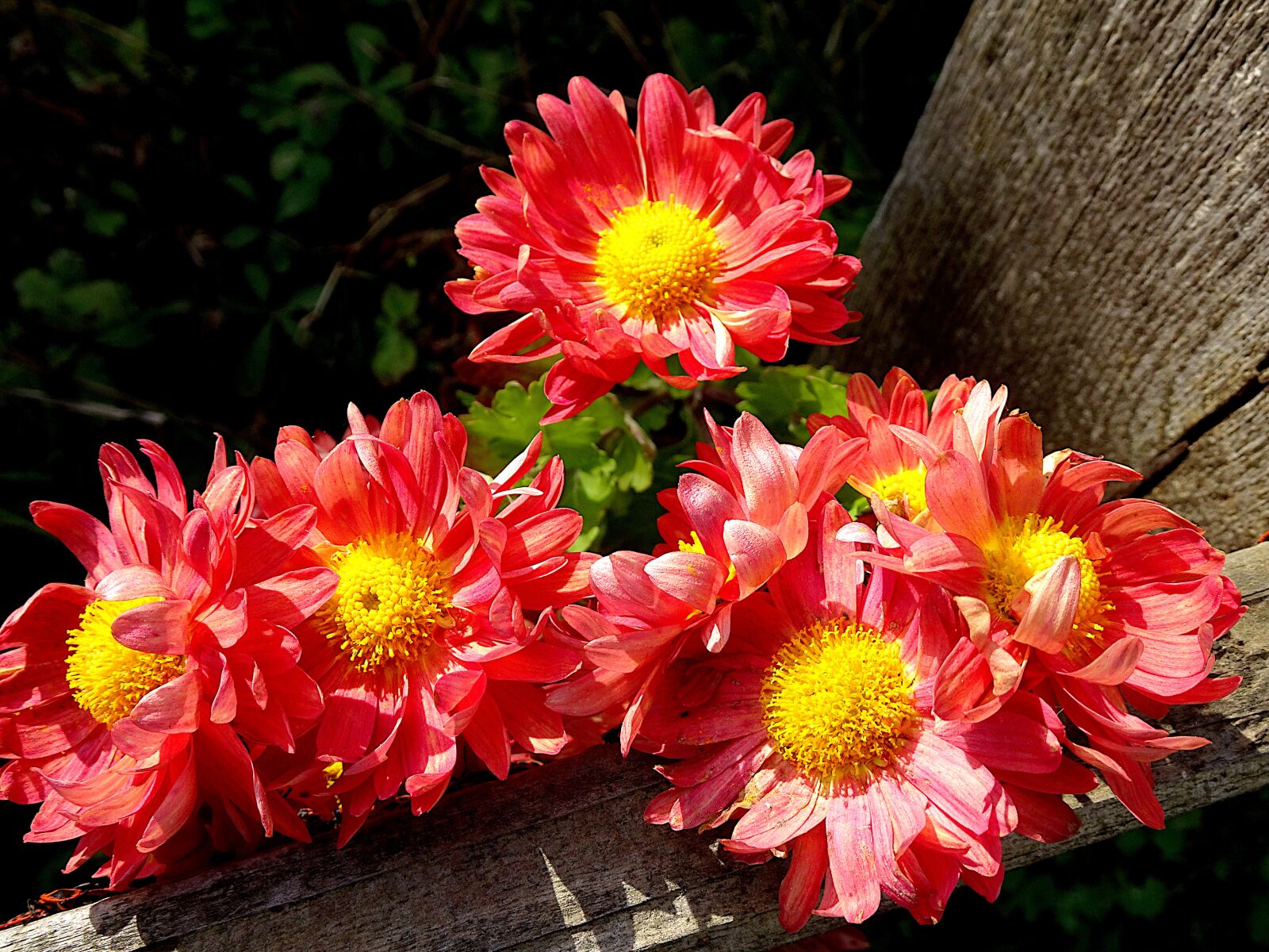Sony Cyber-shot DSC-HX90V sample photo. Mums, flowers, color copper photography