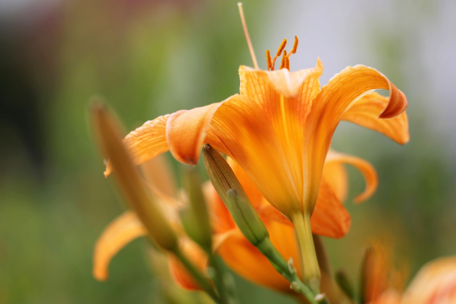 Canon EF 70-300 F4-5.6 IS II USM sample photo. Day lily, wild lily photography