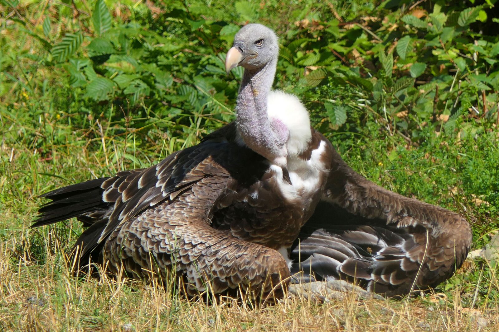 Panasonic Lumix DMC-FZ2500 (Lumix DMC-FZ2000) sample photo. Vulture, bird of prey photography