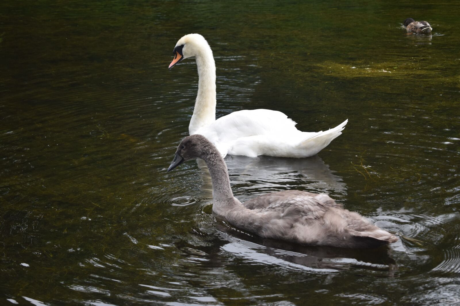 Nikon D3300 sample photo. Swan, cygnet, pond photography