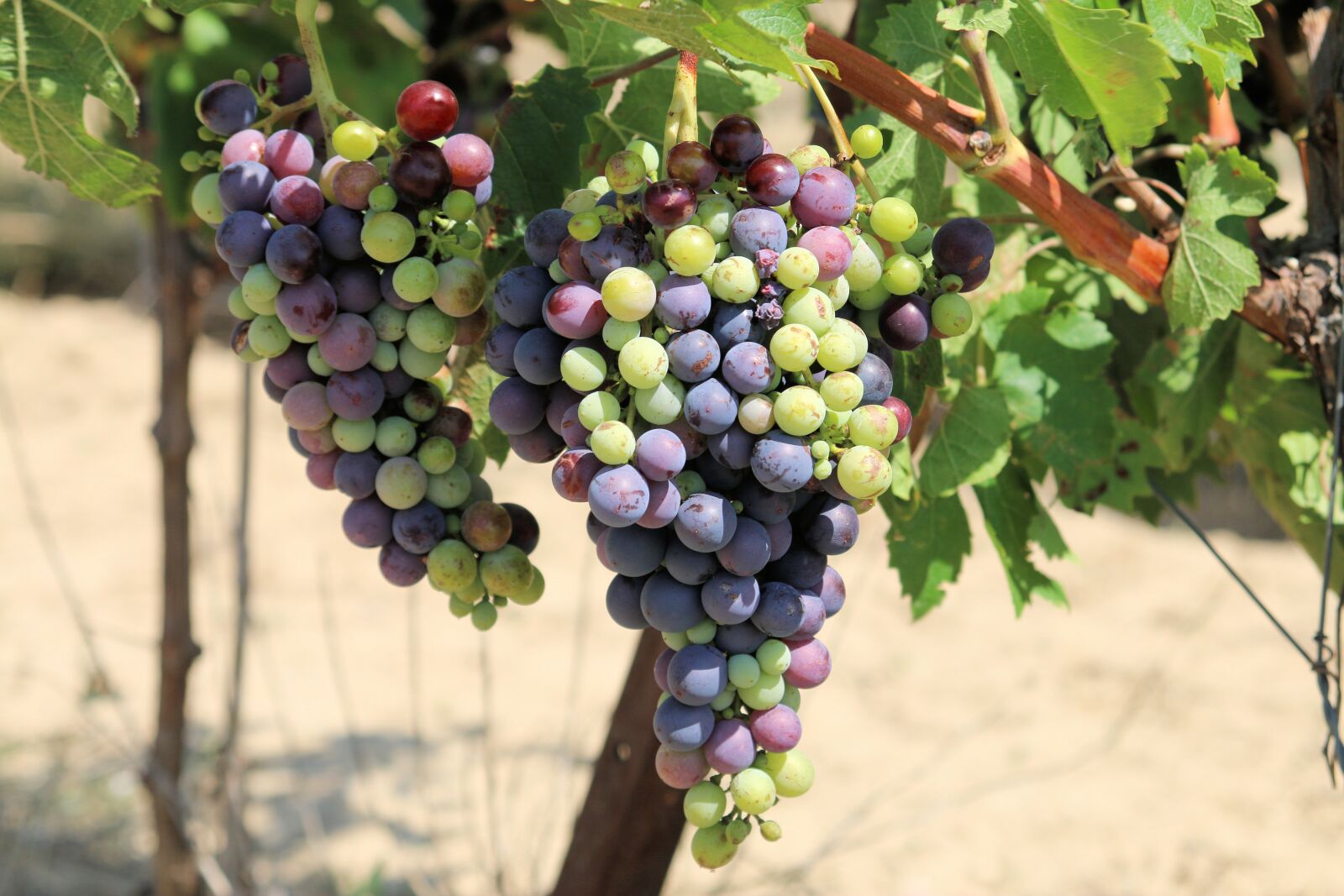 Canon EOS 70D sample photo. Winegrowing, vine, grapes photography