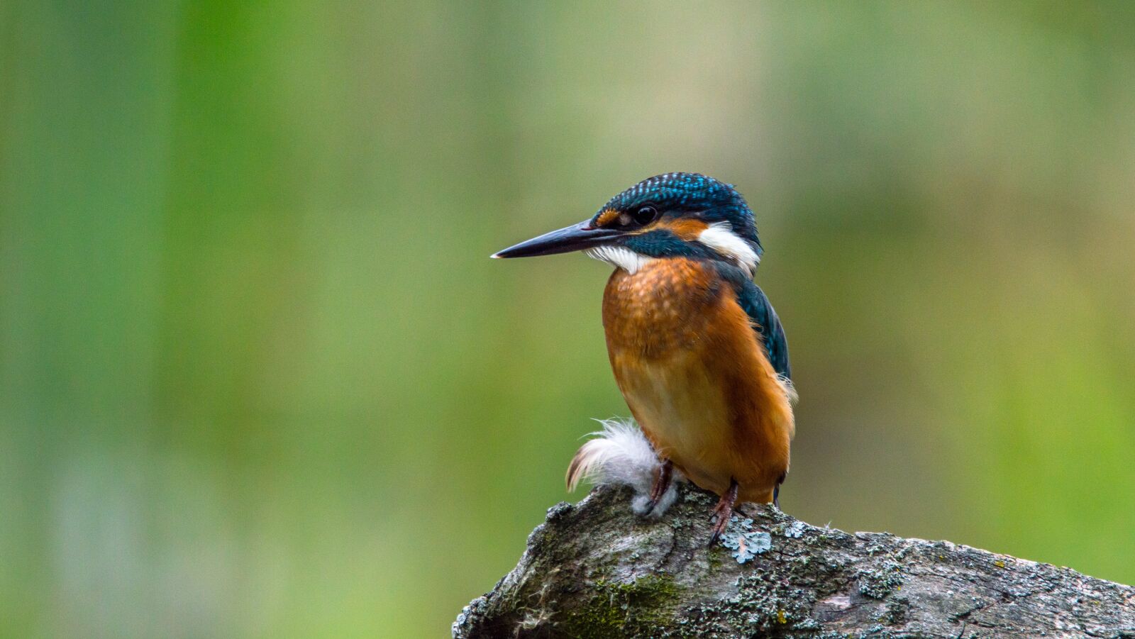 Nikon D3200 sample photo. Kingfisher, bird, common kingfisher photography